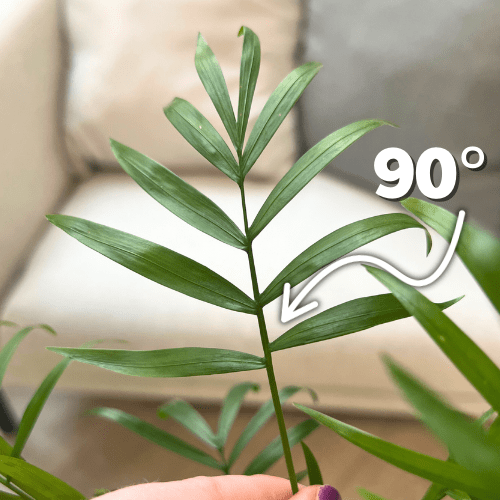 monstera minima yellow leaves Monstera Aurea (Small Size) – oramicin main image 0