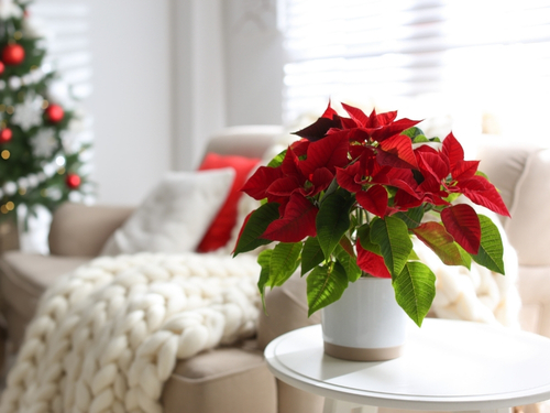 scheinzypresse zimmerpflanze Scheinzypresse 'Stardust'