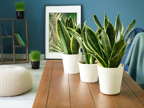 Bogenhanf bzw. Sansevieria - Herkunft, Pflege & Arten-bersicht