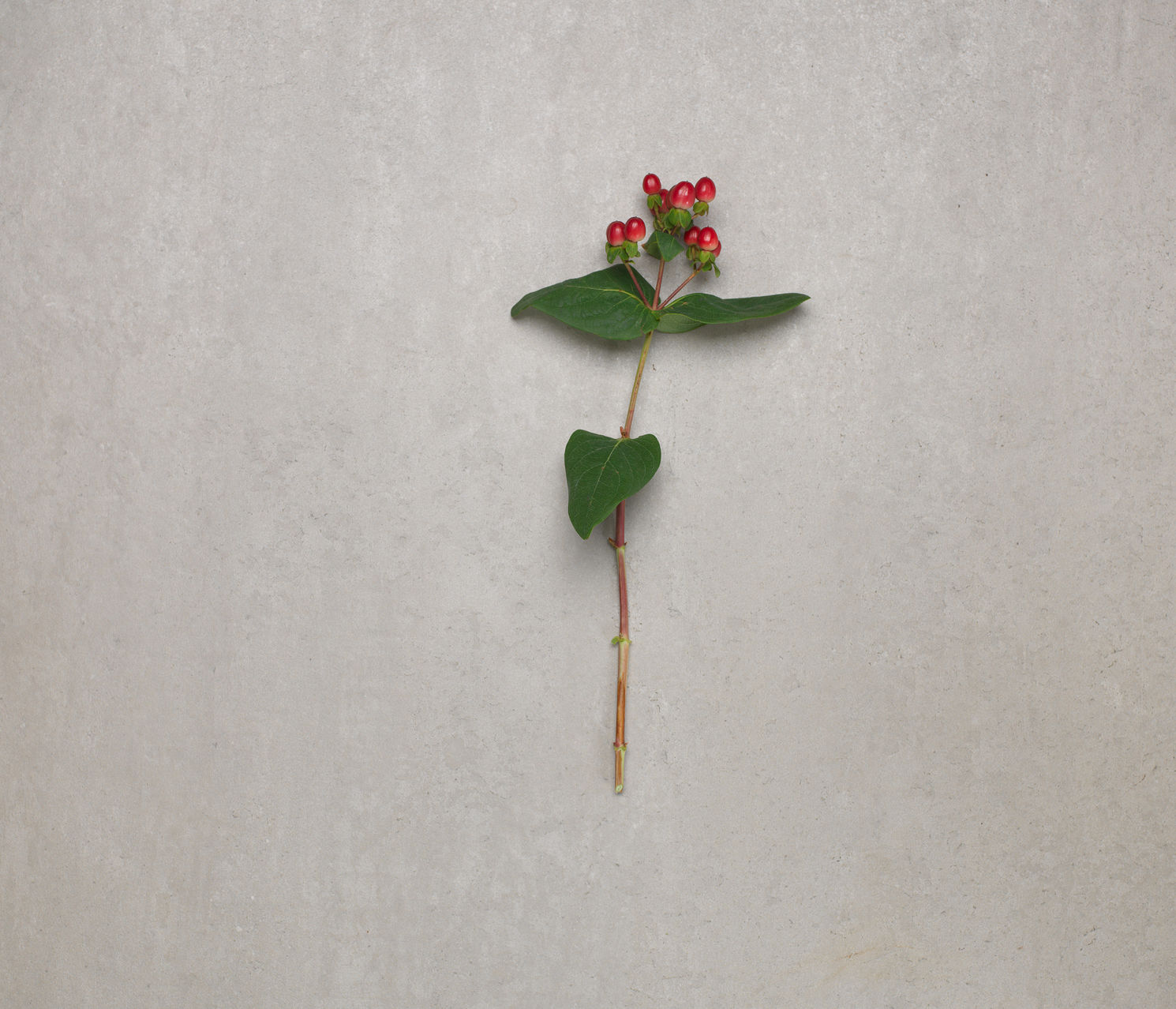 Johannesört | Fakta & Skötselråd | Euroflorist