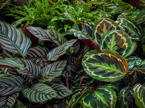 Zimmerpflanzen, die wenig Licht brauchen | blumenshop.de
