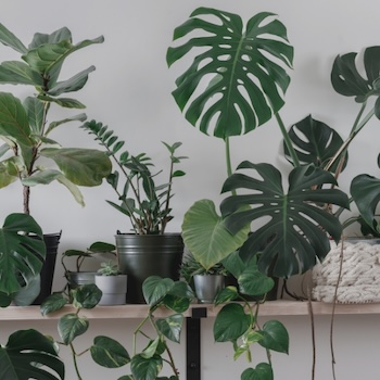 Bogenhanf bzw. Sansevieria - Herkunft, Pflege & Arten-bersicht