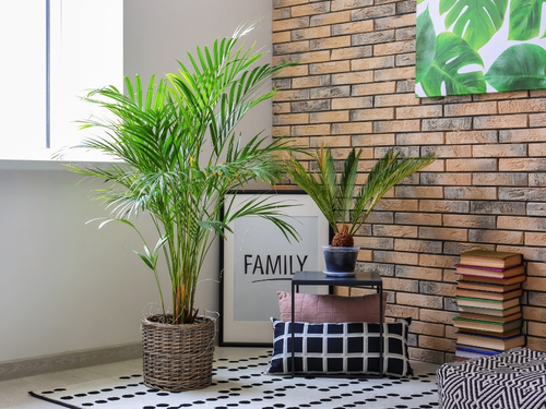 Welche Palme habe ich? So erkennst du deine Zimmerpflanze richtig
