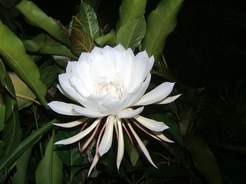 Kadupul Flower The Most Expensive Flower In The World Serenata