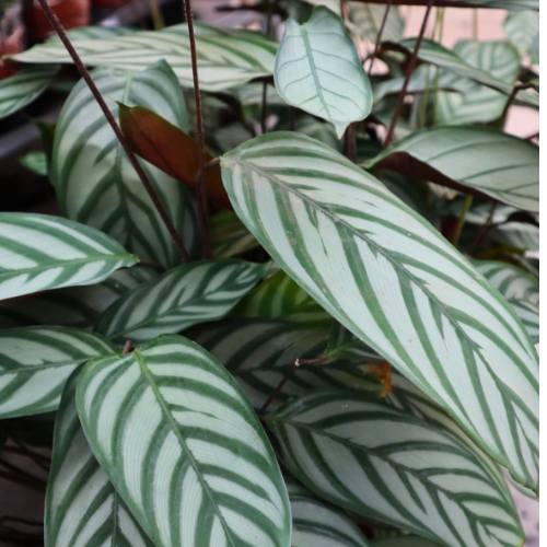 Groe Zimmerpflanzen online bestellen | blumenshop.de