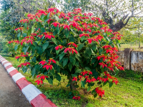 zamia Zamia Cycus ZZ PLANT – hariththarang main image 0