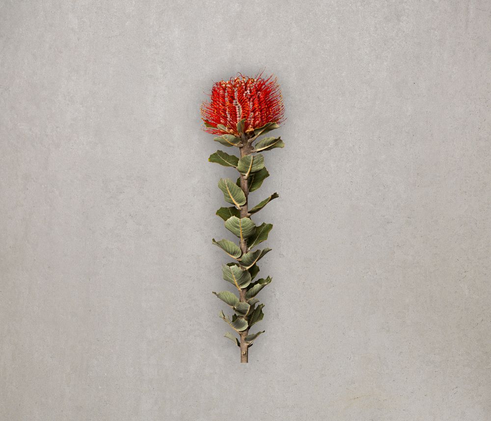 Protea | Euroflorist Blumenversand