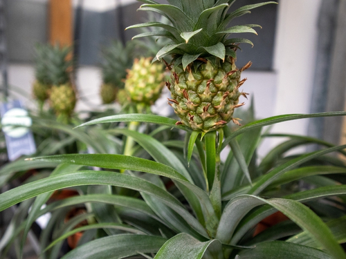 Ananas-Pflanze: Alle Infos, Fakten & Tipps | blumenshop.de