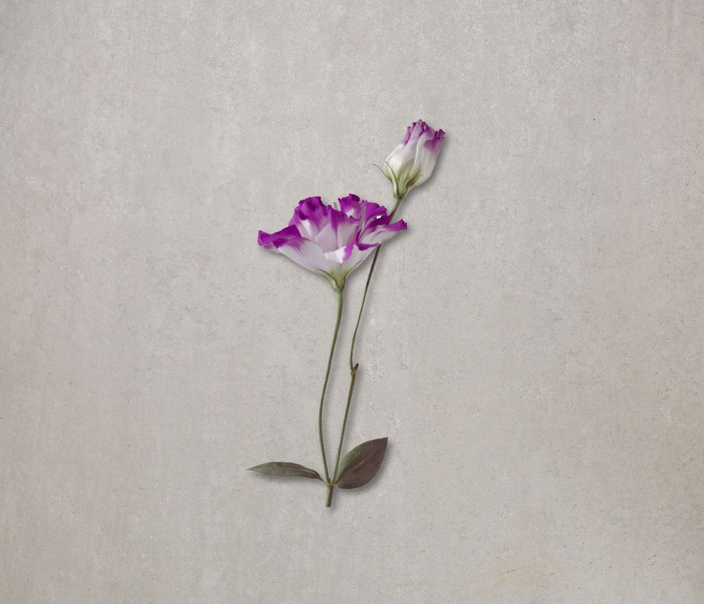 Lisianthus | Euroflorist Blumenversand