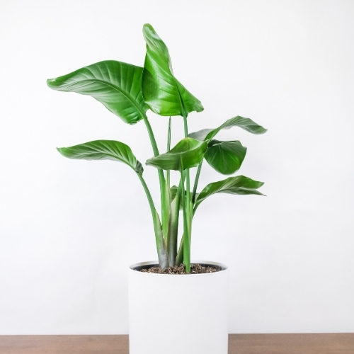 Welche Palme habe ich? So erkennst du deine Zimmerpflanze richtig