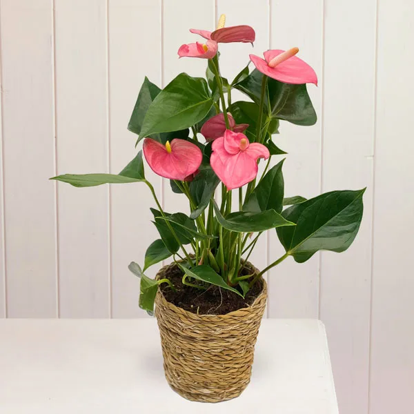 lamp plant GlowLeaf