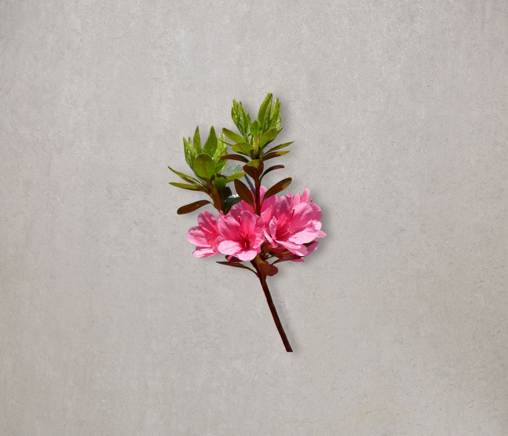 Azalea | Eflorist Flower Delivery