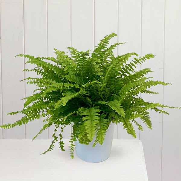 mexican mint marigold plant Organic Mexican Mint Marigold (Tagetes lucida) main image 0