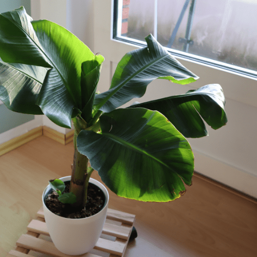 Welche Palme habe ich? So erkennst du deine Zimmerpflanze richtig