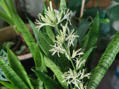 schmale säulen thuja Thuja Smaragd kaufen – schmale Hecke