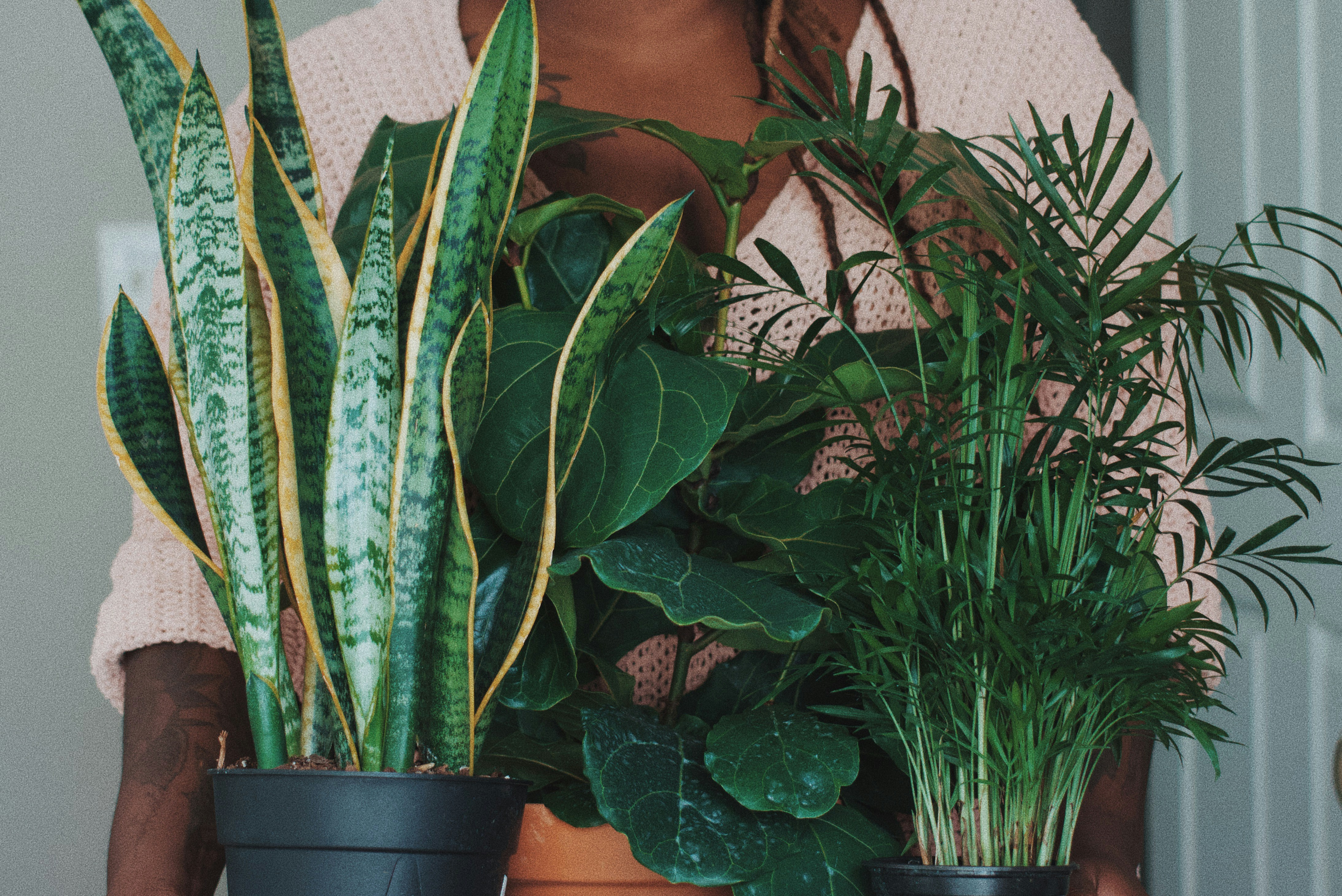 The Best Moisture Absorbing Plants For Your Home | Eflorist