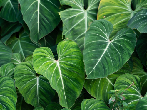 Philodendron Pflege - Umtopfen, vermehren und mehr