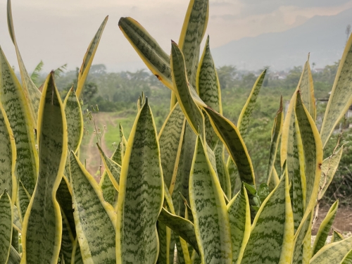 Bogenhanf bzw. Sansevieria - Herkunft, Pflege & Arten-bersicht