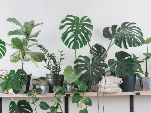 Luftreinigende Pflanzen fr dein Zuhause| Blumenshop.de