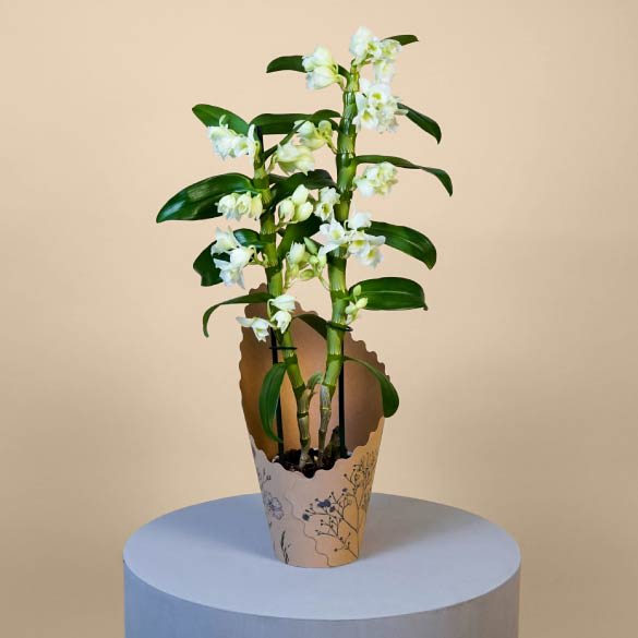 Dendrobium Orchid Care | Tips for Caring Dendrobium Orchids | Serenata