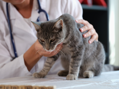 Giftige & ungiftige Pflanzen fr Katzen  Liste & Tipps